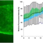 Quantitation of immunolabeled xyloglucan at the tip of a narrowing cotton fiber.