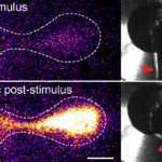GCaMP7-labeled Mauthner neuron (startle command neuron, left) before and 6 msec after an abrupt acoustic stimulus. High-speed camera images of head-restrained larval zebrafish showing characteristic startle response of the tail (red arrowhead, right).