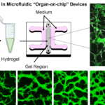 Microfluidic devices are used to generate blood vessels “on-a-chip”. In the right conditions, endothelial cells (white) self-assemble into open channels that can be perfused with cells, drugs, or fluorescent dyes (green). The eventual vascular geometry that develops depends on the type of cells that are introduced.